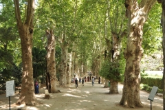 Tree lined walk into the garden.