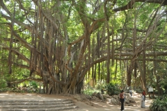 This tree is called the Tarzan tree after the television program and movie Tarzan where he could swing from tree to tree from the hanging vines. .