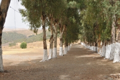 Entrance from the museum to the ruins site is through this grouping of trees.