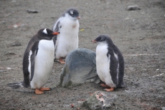 This mother and two young chicks are Gentoo Penguins. They have the widest range of distribution of any penguin. They are distinguished by their bright red-orange bills and conspicuous white patches behind their eyes.