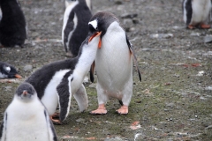 A Gentoo Penguin is feeding its chick by having the chick puts its mouth and beak into the back of the mothers mouth.