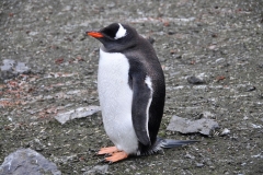 Here you can see the colors plainly of the Gentoo Penguin.