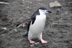 This is a Chinstrap Penguin. It is the second most abundant Antarctic/subarctic penguin. They are concentrated in vast colonies along the coast of the South Shetlands, South Sandwich, and South Orkneys Islands They are recognized by the narrow band of black feathers which extends from ear to ear, just below the chin and the cheeks.