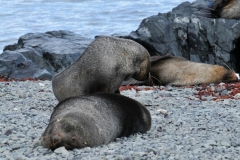Arctic fur seals have made a remarkable comeback. Killed through the 1800 for their dense short fiber fur. Fur Seals have a visible ear flap. In facial appearance and manner they resemble large dogs.