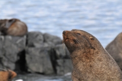The males can reach 450 pounds and can be up to four times bigger than the females.