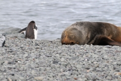 Fur seals usually dive to around 100 feet but can exceed 300 feet and remain submerged for up to five minutes.