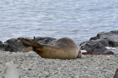 On land they are able to bring their rear flippers under their body taking the bulk of their weight on their fore flippers. This allows them much more agility and speed on land.