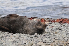 Fur seals breed in male dominated groups or harems. The males can be fiercely aggressive toward rivals and human intruders alike.
