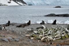 Remnants of whale bones in the foreground.