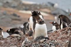 Notice the small rocks in front of the nest placed by the male penguin.