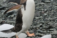 When penguins feel a little warm one of the methods they used to cool themselves is to extend their wings out at their sides allowing cool air to pass under the wings and cool their blood.