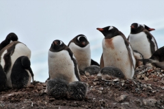 The chicks are fed frequently.