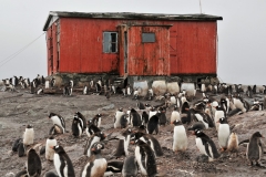 They are gregarious at sea, meaning they will form rafts of hundreds of individuals to aid in catcthing prey.