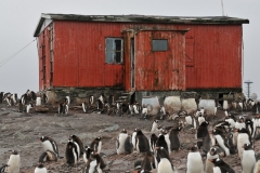 The contrast of the faded red shack and the black and white penguins makes for an interesting photo.