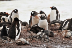 Circular roughly in shape, Gentoo nests are found on rocky, uninhabited shores. They are built out of whatever supplies are at hand. They seem to prefer grass and vegetation.