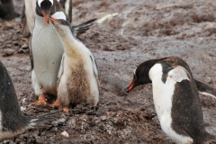 Competition for nesting materials can be fierce as they will aggressively fight over stones.