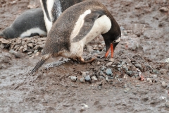 They take stones and other material away from other birds' nests.