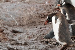 Carrying a rock in his beak from another nest back to the nest he is building for his chicks..