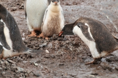 The next few photos show a male penguin picking up a rock and moving it. What you don't see is another male penguin right after the male put it in his nest came over and took the same rock for his nest . It is a constant moving of rocks all the time.