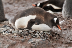 This mother is sitting on eggs that were laid late in the season.