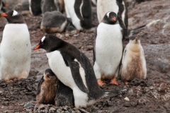 Chick survival is often dependent on the availability of food and the lack of predators.