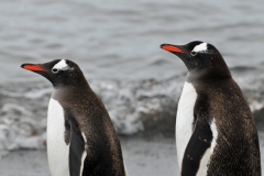 Amazing how each Gentoo penguin is exactly alike in coloration and markings.