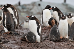 The chicks stay in the nest for about a month at which time they form nursery groups or creches, while their parents hunt for food.