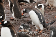 After about 3 months, usually in January, the chicks grow their adult feathers and are able to head out on their own.