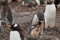 Here you see a mother feeding her young chick by opening her beak the young chick is able to reach back into mouth of the mother for food she has brought back up.