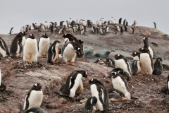Often a parade of adults can regularly be seem moving between colony and the sea on feeding trips.