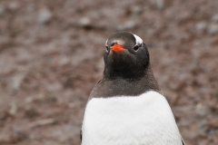 The distinct orange beak.