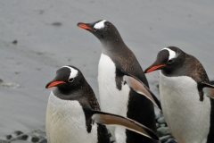 The penguins cooling themselves off. The air that day was at zero when were visiting.