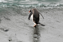 Headed into the ocean for food.