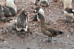 Predator birds after the young chicks and eggs