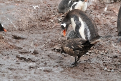 Penguin trying to scare the predator bird away from his youngsters