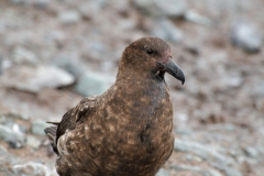 The predator bird not too good looking