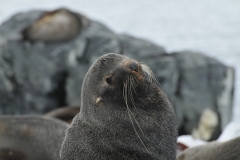 My grumpy buddy Fur seal is much calmer as I am leaving.