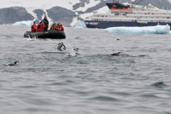 Penguins jumping out of the water as we go off exploring in another area of Antarctica.