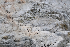 Penguins walk in lines up the hill with full stomachs returning to their nests.