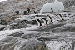Line of penguins headed for the water.