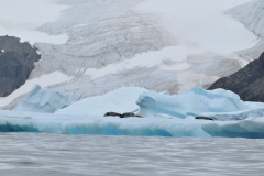 The Weddell seals are among the most common of seals in Antarctica. They are usually found in larger groups on fast pack ice, attached to the continent. They feed mainly at night.