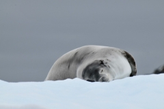 Pups at birth can weigh up to 60. By the end of teh nursing period, usually 6 to 8 weeks, they have gained as much as 200 pounds. Once weaned the pups have learned to swim, hunt, and haul themselves out of the water and are ready to head out on their own.