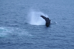 Humpback Fluked Tail