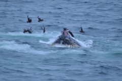 Humpbacks rather than having teeth, they have 270 to 400 fringed overlapping plates hanging down from each side of the upper jaw. These plaets are made of Keratin, the same thing human hair and nails are made of.