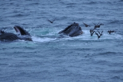Humpback whale adults range in length from 12–16 m, 39–52 ft, and weigh about 36,000 kg, 79,000 lb. The humpback has a distinctive body shape, with long pectoral fins and a knobbly head.