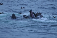 Humpbacks are known for breaching and other distinctive surface behaviors. Humpback whales typically migrate up to 25,000 km ,16,000 miles, each year. As you can see in the photo the Humpback feed in a variety of different ways, depending on the prey. You can see the whales trap shoals of fish against the water surface where they can be easily consumed. Their foods include fish and squid, as well as Krill and other small crustaceans.