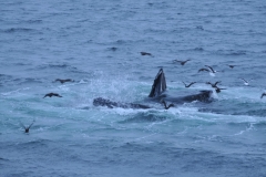 Humpbacks are social whales often traveling or hunting in pods of 200 or more.