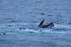 Humpback whales are know for their haunting songs. It is a complex sequence of moans, howl, and cries that often continue for hours and heard for 20 miles under water. Only male whales sing. It is thought they are trying to attract females during mating season.
