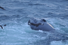 To eat prey, they take large gulps of water. Below the mouth are 12 to 36 throat grooves that expand to hold water. The baleen, 270 to 400 fringed overlapping plates in the mouth rather than teeth, filter the water and the 2 blowholes on the whales back expel the water. The fish and other goodies remain in the whale for digestion