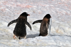 Gentoo's going up hill from the water.
